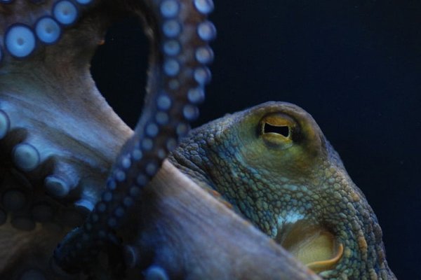 Как зайти в кракен